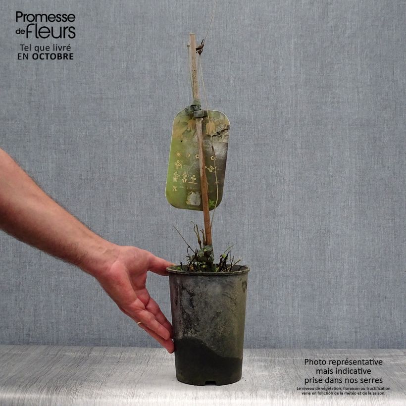 Spécimen de Clématite - Clematis fusca Pot de 2L/3L tel que livré en automne