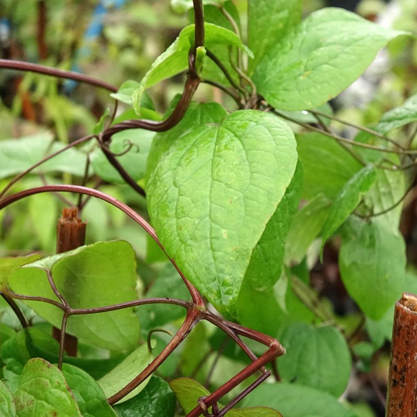 Clématite - Clematis fusca (Feuillage)