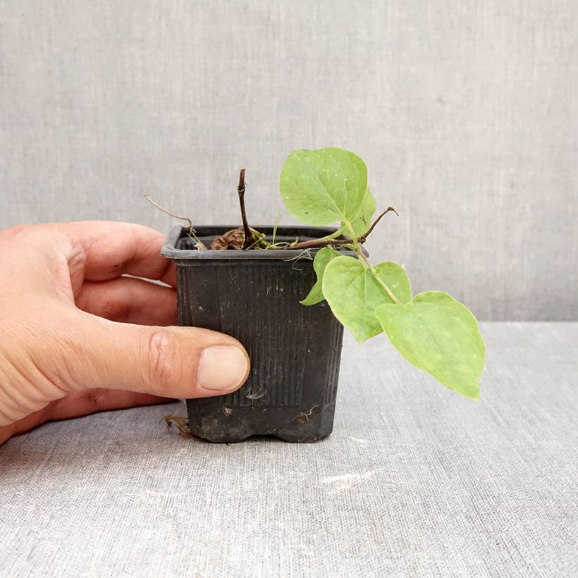 Spécimen de Clématite - Clematis Général Sikorski Godet de 8/9 cm tel que livré en automne