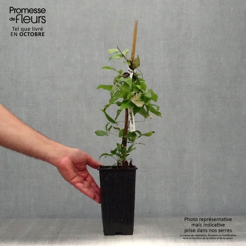 Spécimen de Clématite - Clematis H. F. Young Pot de 1,5L/2L tel que livré en automne