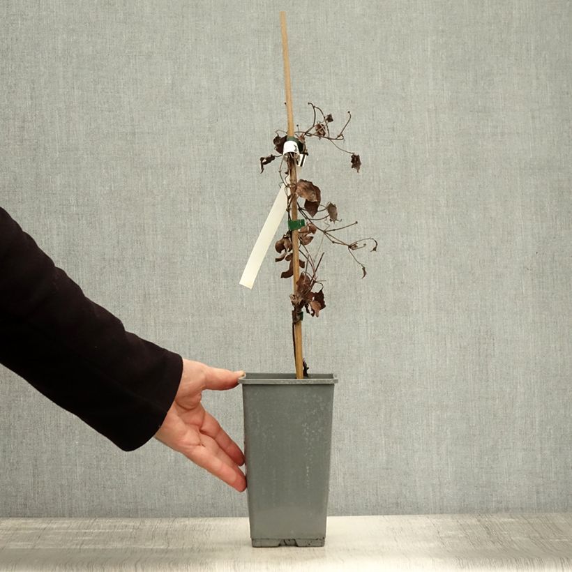 Spécimen de Clématite - Clematis Hania Pot de 1,5L/2L tel que livré en automne