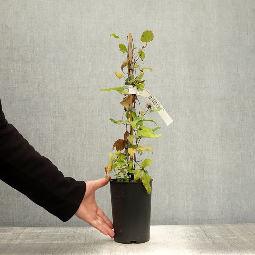Spécimen de Clématite - Clematis Hania Pot de 2L/3L tel que livré en automne