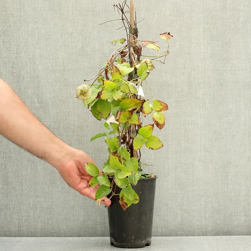 Spécimen de Clématite - Clematis Have Fun Pot de 2L/3L tel que livré en été