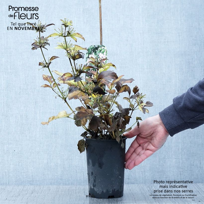 Spécimen de Clématite - Clematis heracleifolia Pink Dwarf Pot de 2L/3L tel que livré en automne