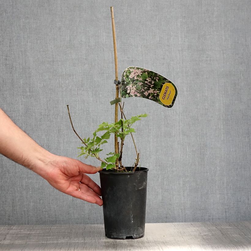 Amostra de Clematis heracleifolia Pink Dwarf Vaso de 2 L/3 L tal como entregue na primavera