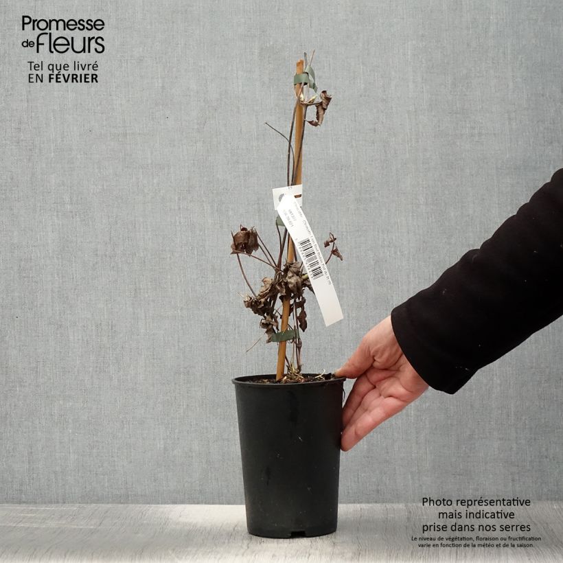 Spécimen de Clématite - Clematis I am Red Robin Pot de 2L/3L tel que livré en hiver