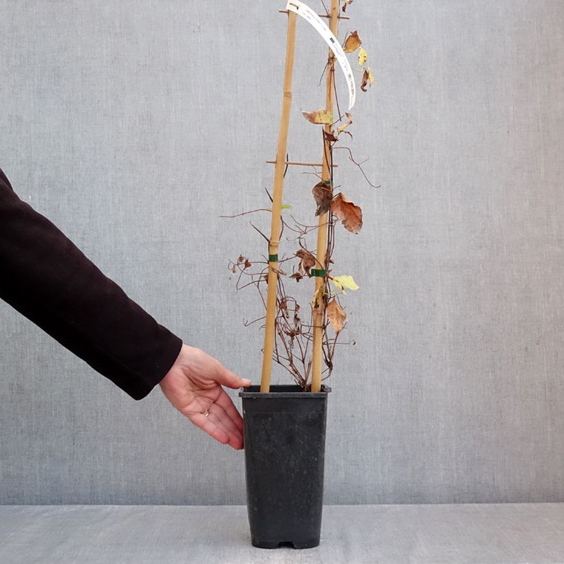 Spécimen de Clématite - Clematis Ice Crystal Pot de 1,5L/2L tel que livré en automne