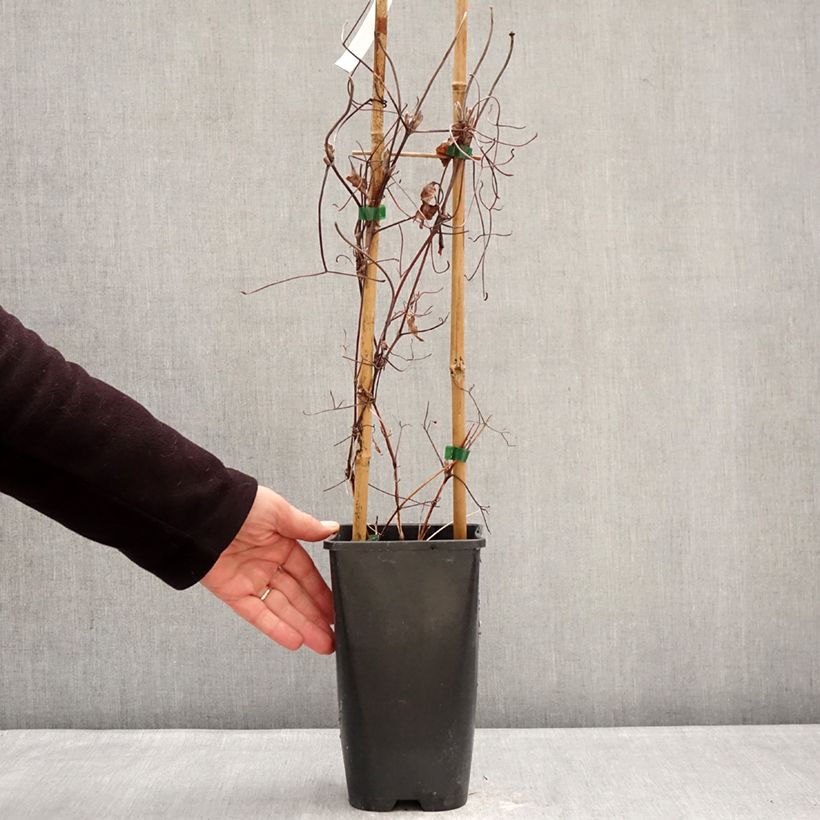 Spécimen de Clématite - Clematis Ice Crystal Pot de 1,5L/2L tel que livré en hiver