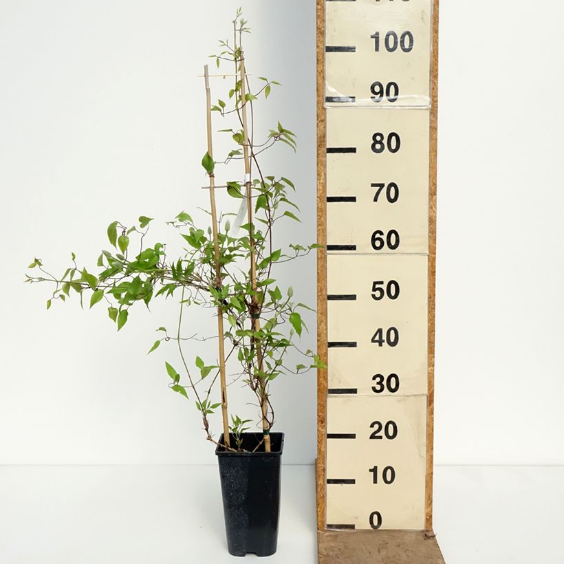 Spécimen de Clématite - Clematis Ice Crystal Pot de 1,5L/2L tel que livré au printemps