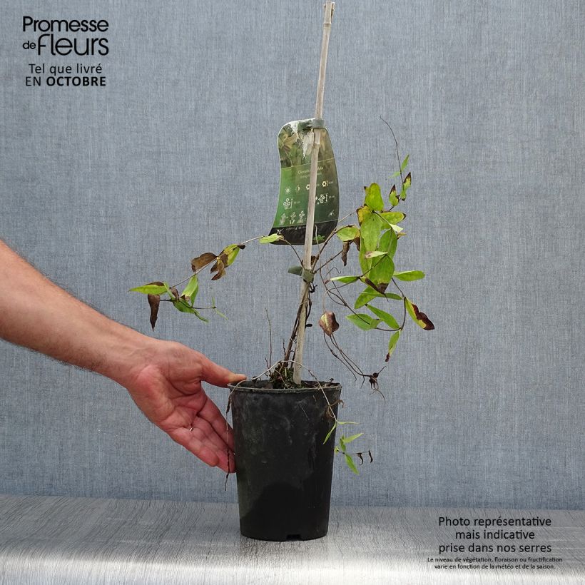 Spécimen de Clématite - Clematis integrifolia Pot de 2L/3L tel que livré en automne