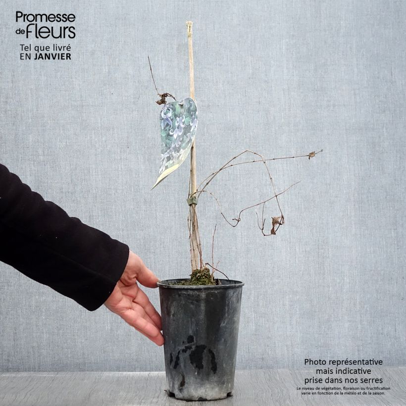 Spécimen de Clématite - Clematis integrifolia Pot de 2L/3L tel que livré en hiver