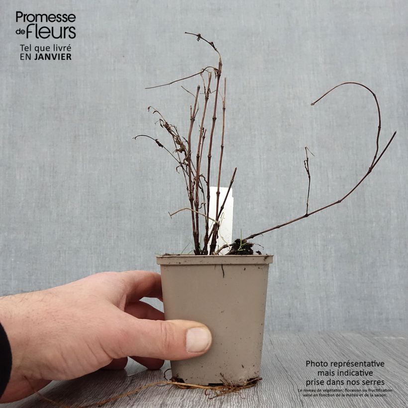 Spécimen de Clématite - Clematis integrifolia Godet de 8/9 cm tel que livré en hiver
