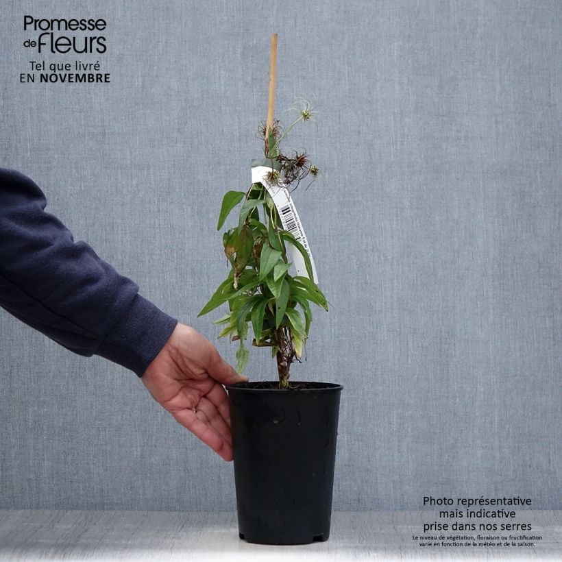 Spécimen de Clématite - Clematis integrifolia Hakuree Pot de 2L/3L tel que livré en automne