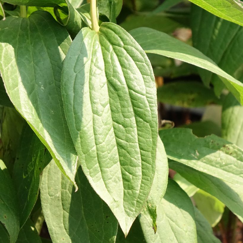 Clématite - Clematis integrifolia Rosea (Feuillage)