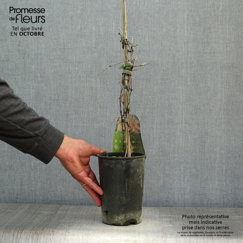 Spécimen de Clématite - Clematis Isabella Pot de 2L/3L tel que livré en automne