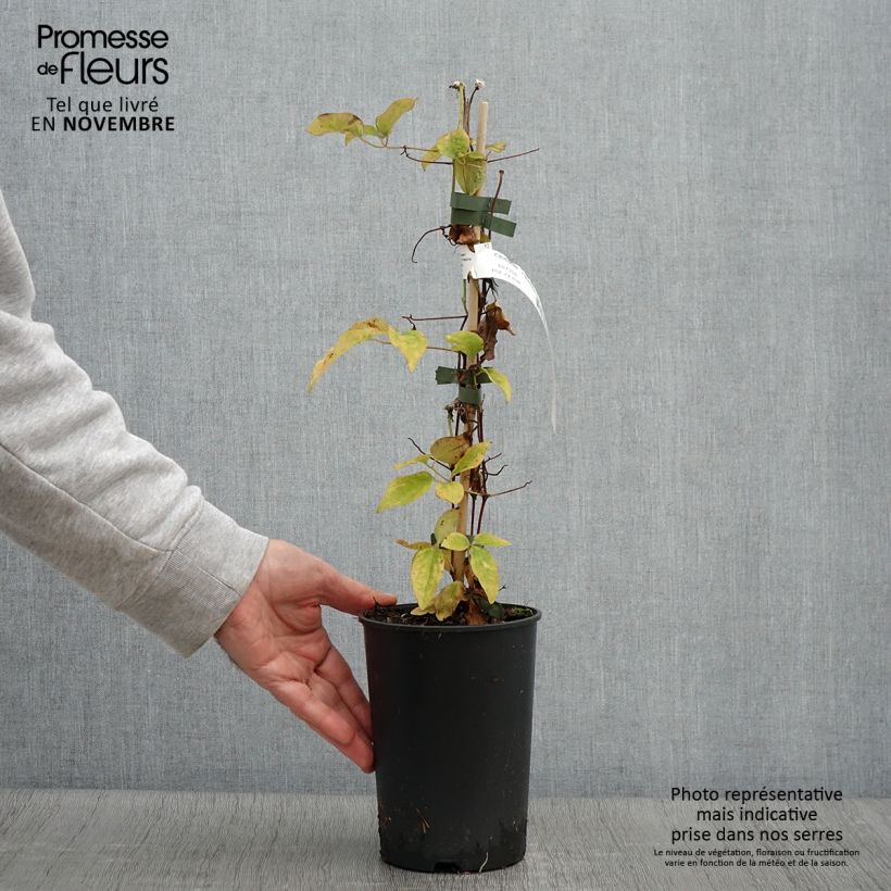 Spécimen de Clématite - Clematis Ivan Olsson Pot de 2L/3L tel que livré en automne