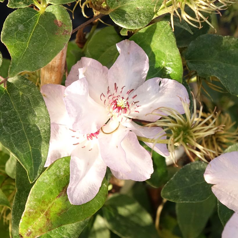 Clématite - Clematis Ivan Olsson (Floraison)