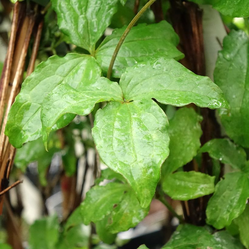 Clématite - Clematis jackmanii Purpurea (Feuillage)