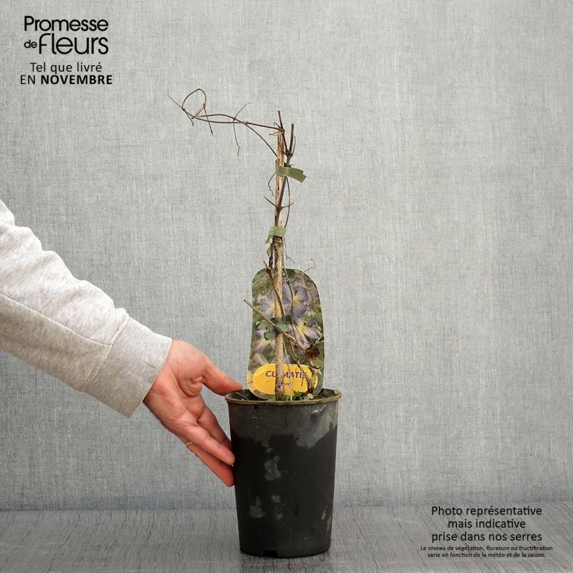 Spécimen de Clématite - Clematis Jenny Pot de 2L/3L tel que livré en automne
