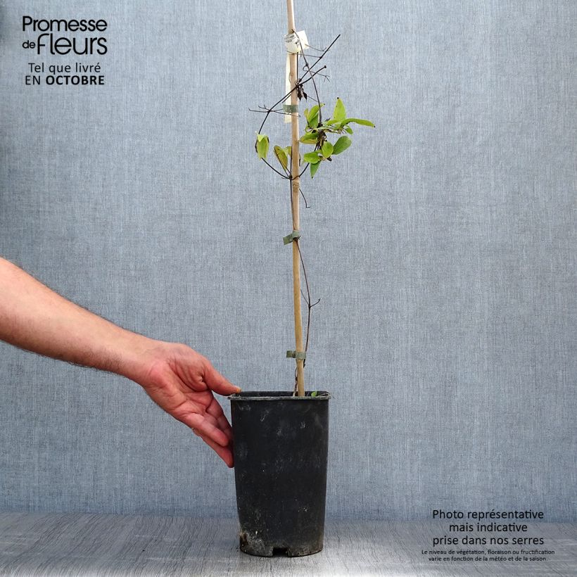 Spécimen de Clématite - Clematis Josephine Pot de 2L/3L tel que livré en automne