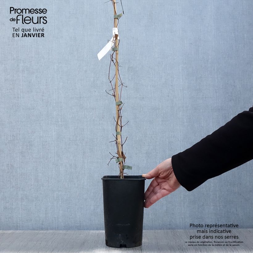Spécimen de Clématite - Clematis Josephine Pot de 2L/3L tel que livré en hiver