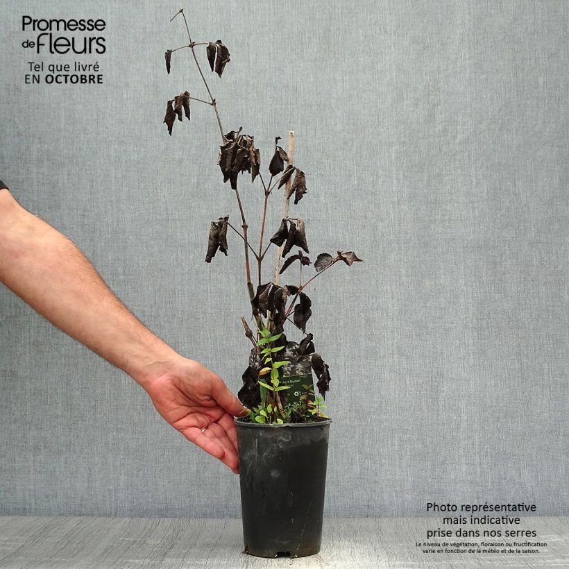 Spécimen de Clématite - Clematis jouiniana Robert Brydon Pot de 2L/3L tel que livré en automne