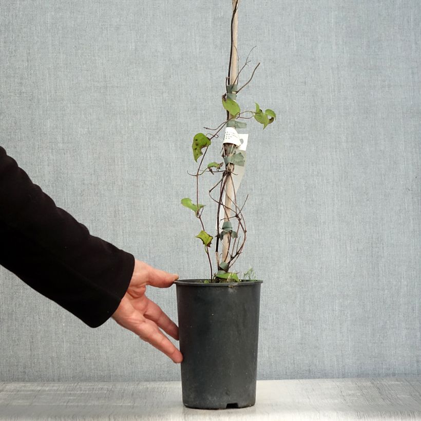 Spécimen de Clématite - Clematis Julka Pot de 1,5L/2L tel que livré en automne