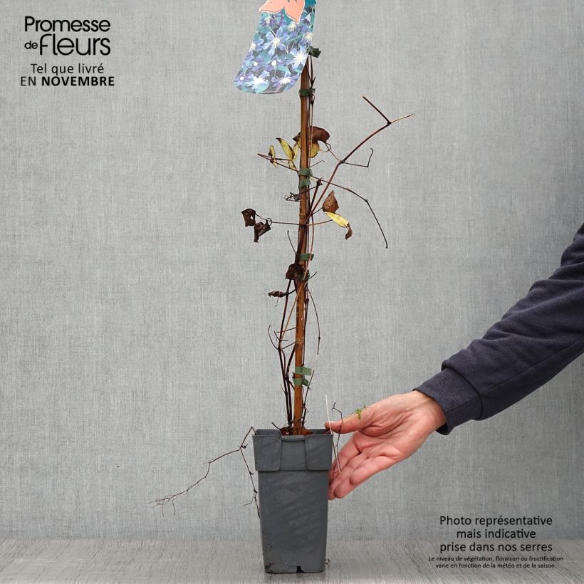 Spécimen de Clématite - Clematis Juuli Pot de 2L/3L tel que livré en automne