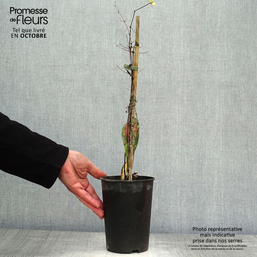 Spécimen de Clématite - Clematis Kaen Pot de 2L/3L tel que livré en automne