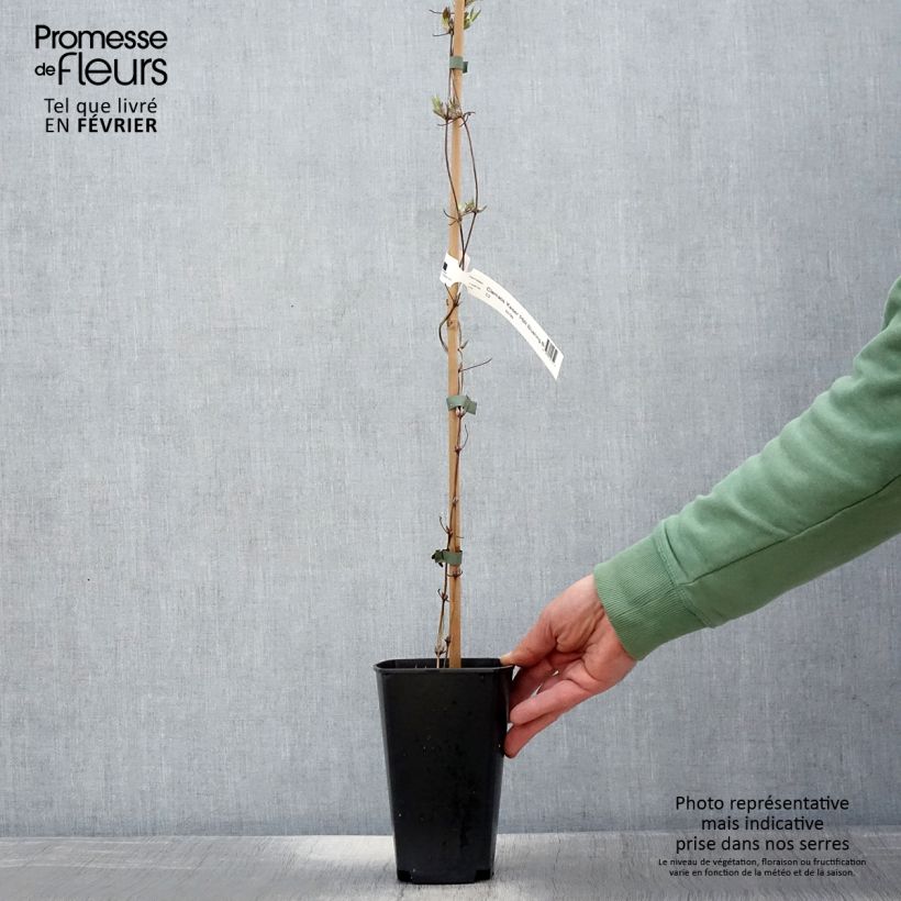 Spécimen de Clématite - Clematis Kaiser  Pot de 2L/3L tel que livré en hiver