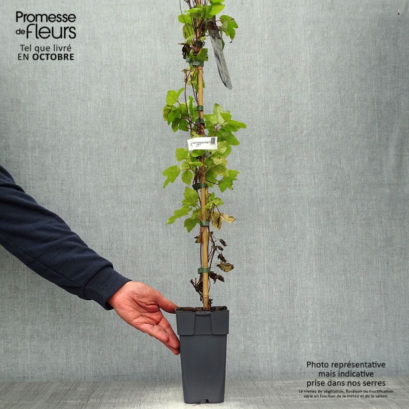 Spécimen de Clématite - Clematis koreana Amber Pot de 2L/3L tel que livré en automne