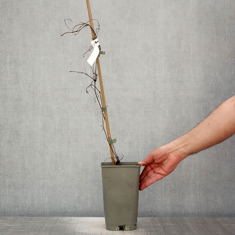 Amostra de Clematis Lasurstern Vaso de 1,5 L/2 L tal como entregue na primavera