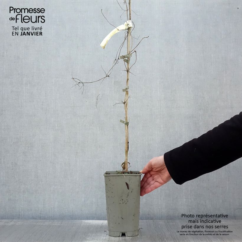 Exemplar von Waldrebe Lavallée n°1 - Clematis Topf mit 2L/3L wie im Winter geliefert