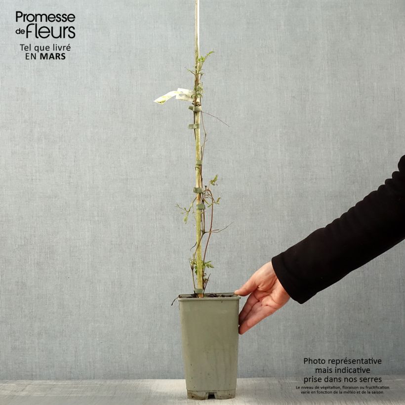 Clematis Lavallée n°1 - Clematide Vaso da 2L/3L esemplare consegnato in primavera