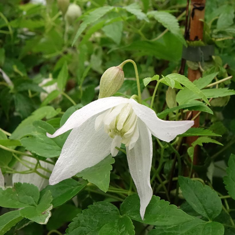 Clématite - Clematis macropetala Broughton Bride (Floraison)