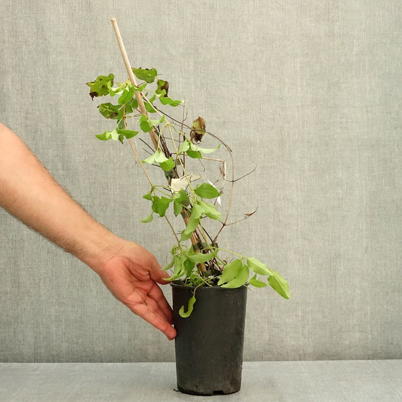 Spécimen de Clématite - Clematis Madame Blanc Pot de 2L/3L tel que livré en été