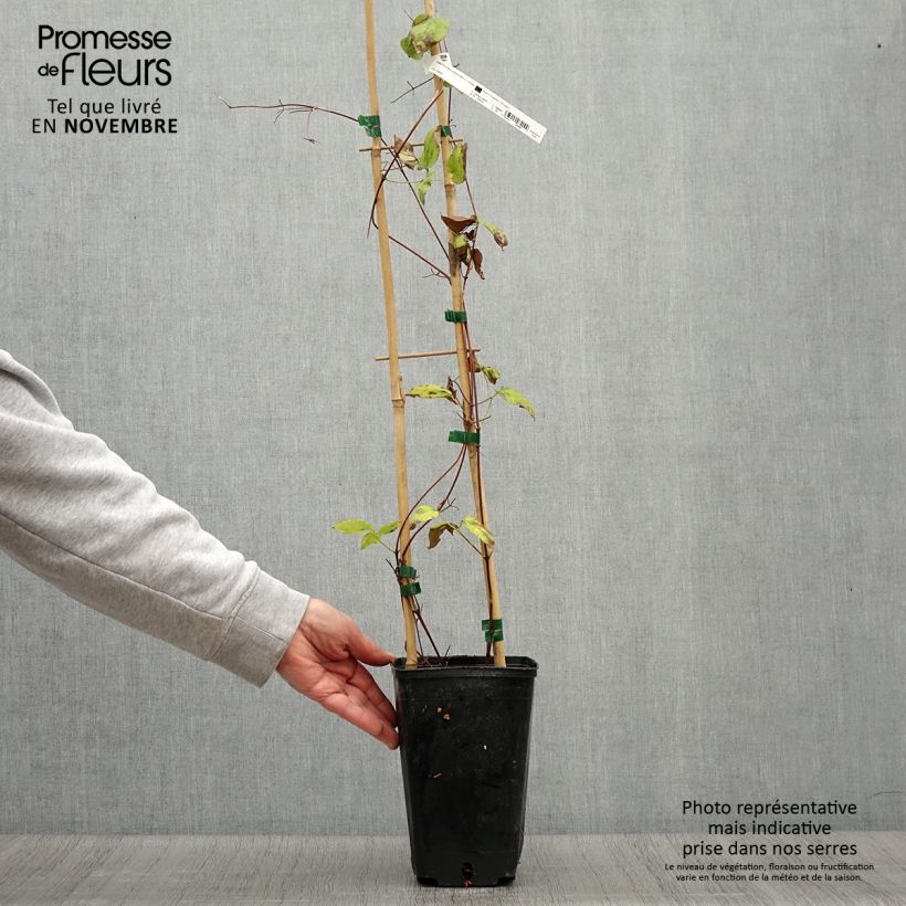 Spécimen de Clématite  - Clematis Madame Edouard André Pot de 2L/3L tel que livré en automne