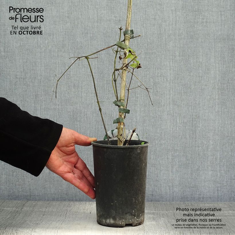 Spécimen de Clématite - Clematis Margaret Hunt Pot de 1,5L/2L tel que livré en automne