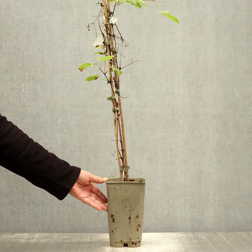 Spécimen de Clématite - Clematis Maria Skłodowska Curie Pot de 2L/3L tel que livré en automne
