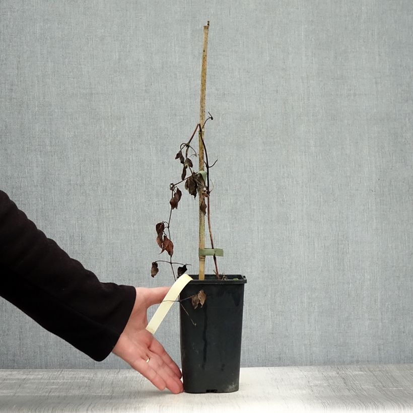 Spécimen de Clématite - Clematis Marmori Pot de 1,5L/2L tel que livré en automne