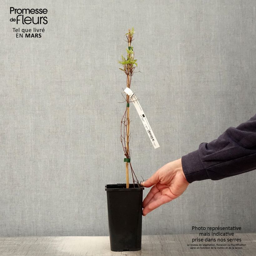 Spécimen de Clématite - Clematis Marmori Pot de 1,5L/2L tel que livré au printemps