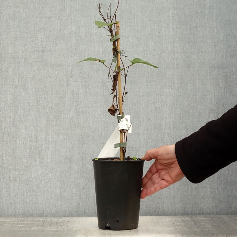 Spécimen de Clématite - Clematis Mon Amour Pot de 2L/3L tel que livré en automne