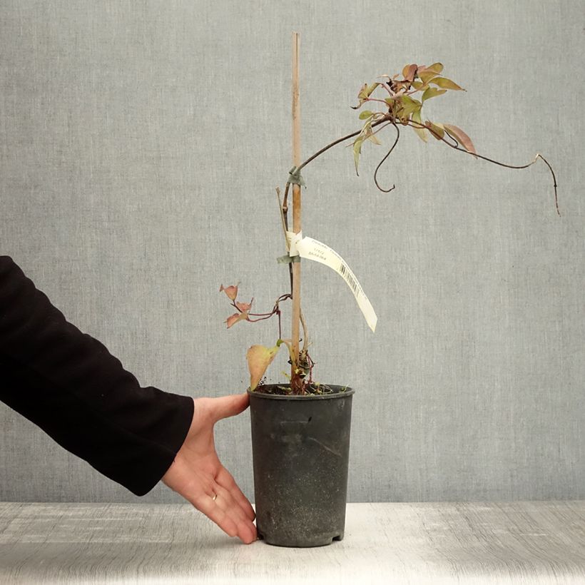 Spécimen de Clématite - Clematis montana Elisabeth Pot de 2L/3L tel que livré en automne