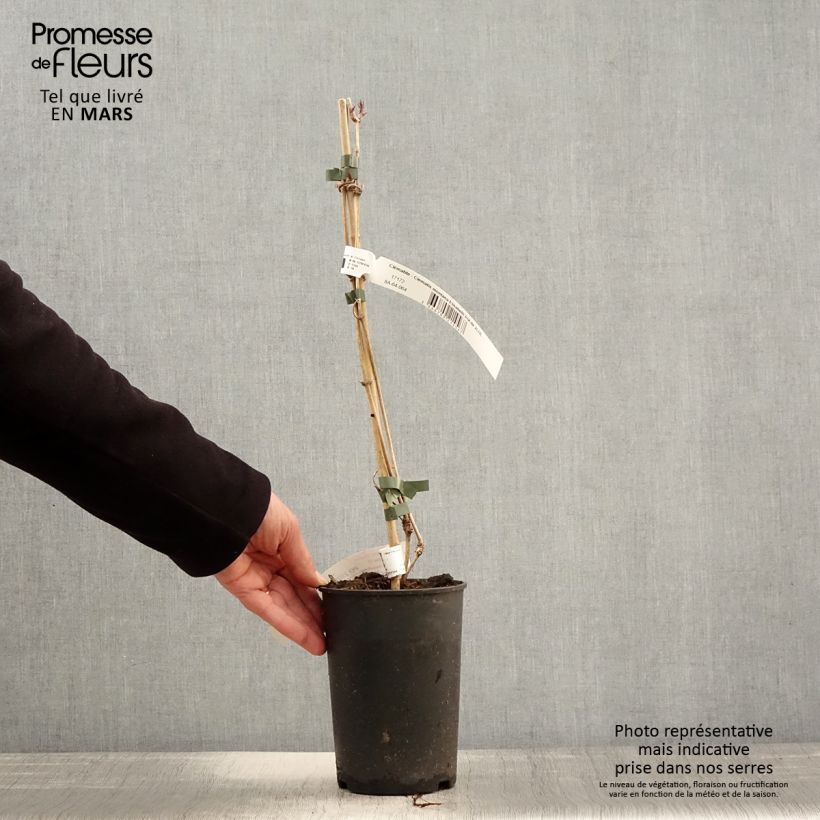 Spécimen de Clématite - Clematis montana Elisabeth Pot de 2L/3L tel que livré au printemps