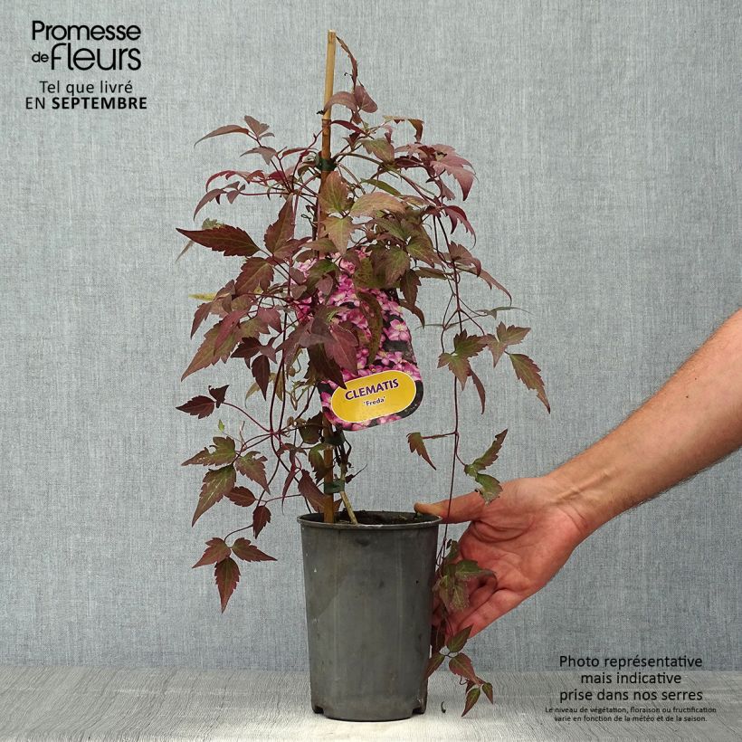 Spécimen de Clématite - Clematis montana Freda Pot de 2L/3L tel que livré en automne