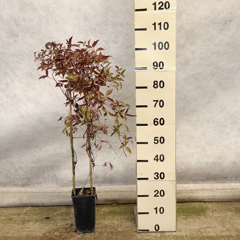 Spécimen de Clématite - Clematis montana Giant Star Pot de 3L/4L tel que livré en automne