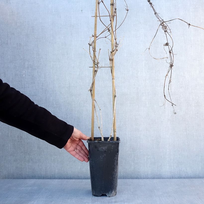 Spécimen de Clématite - Clematis montana Giant Star Pot de 3L/4L tel que livré en hiver