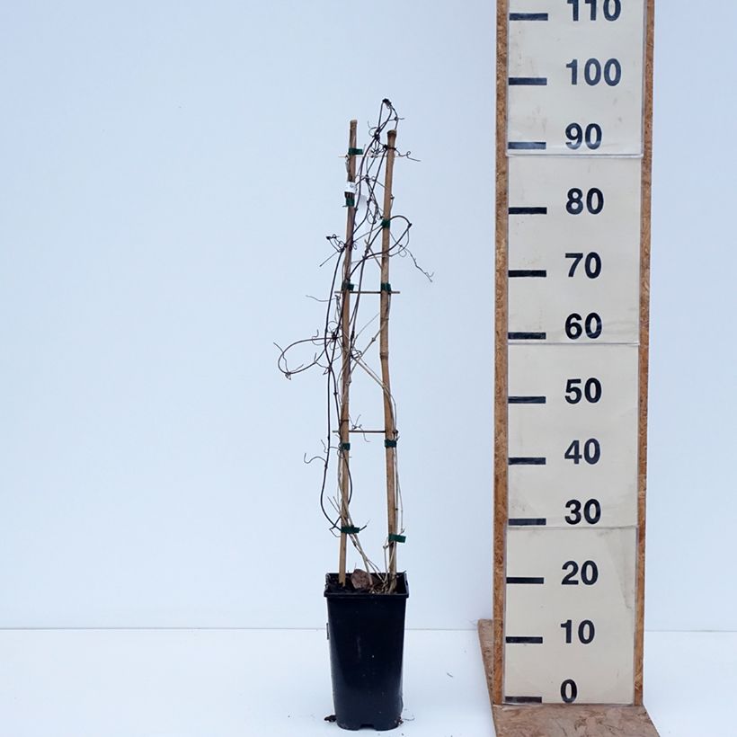 Spécimen de Clématite - Clematis montana Giant Star Pot de 3L/4L tel que livré en hiver