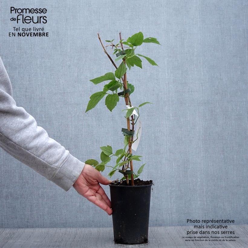 Spécimen de Clématite - Clematis montana Grandiflora Pot de 1,5L/2L tel que livré en automne