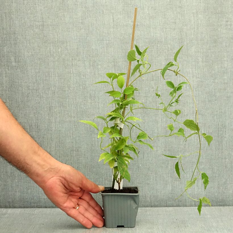 Spécimen de Clématite - Clematis montana Marjorie Godet de 8/9 cm tel que livré en été